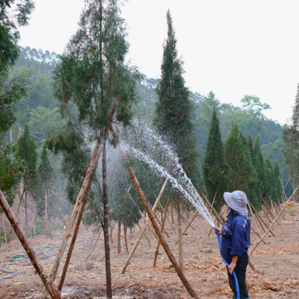 Cây hoàng đàn giống (Ảnh 3)