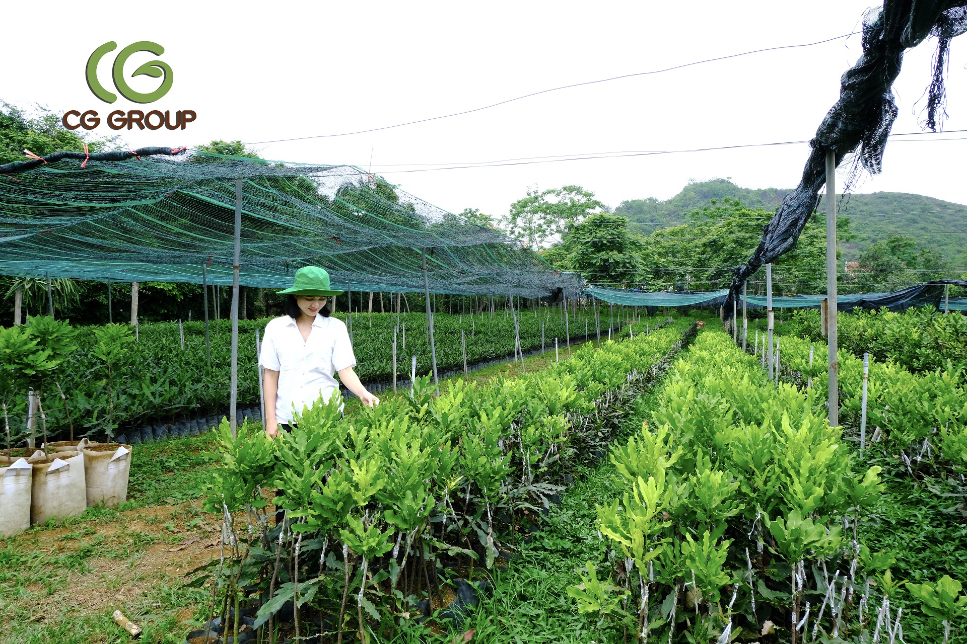cây mắc ca