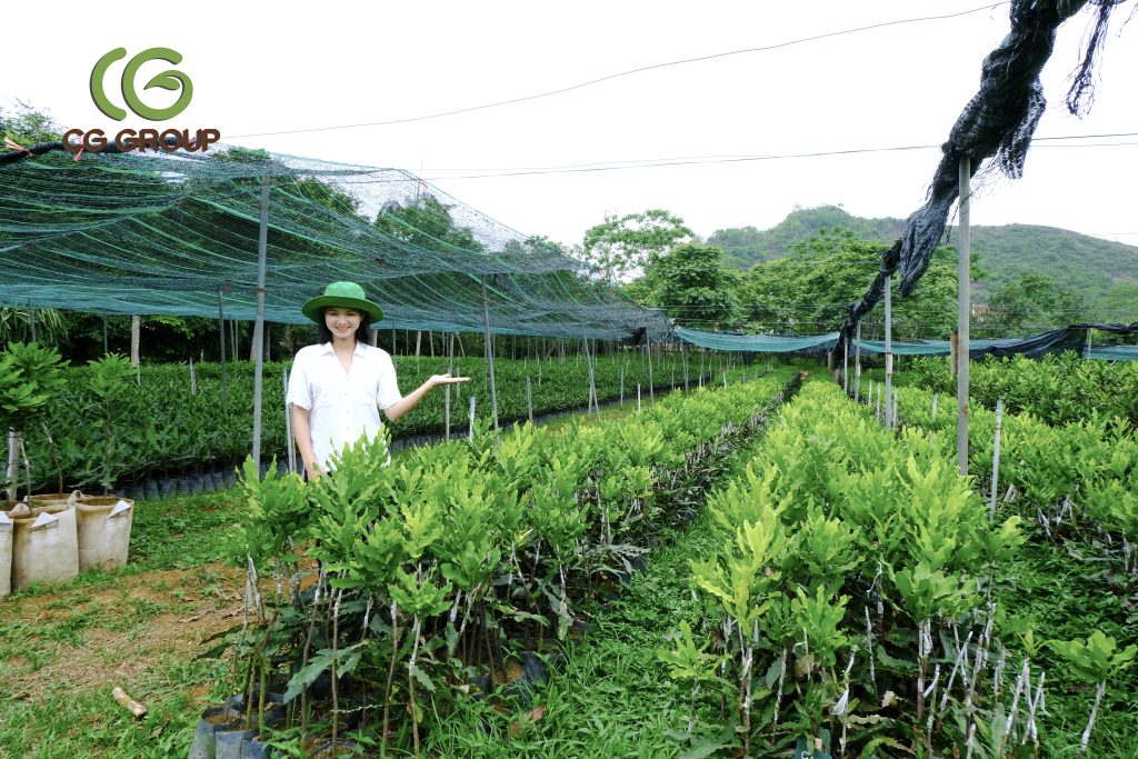 kỷ thuật trồng cây mắc ca