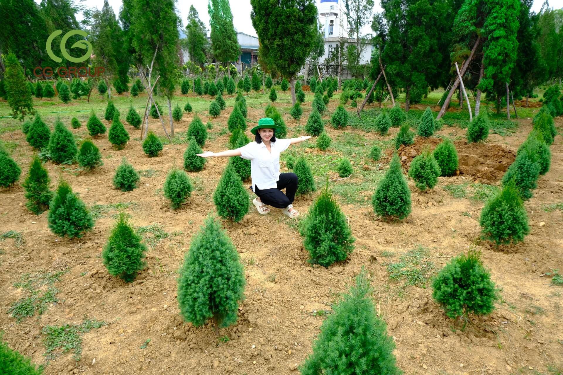 cây hoàng đàn tuyết lạng sơn