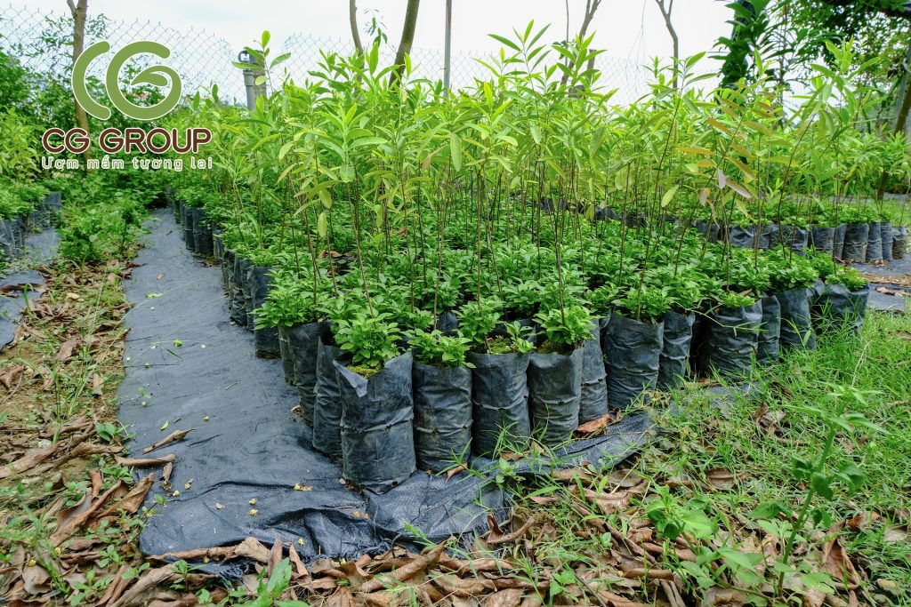 Giống cây đàn huơng