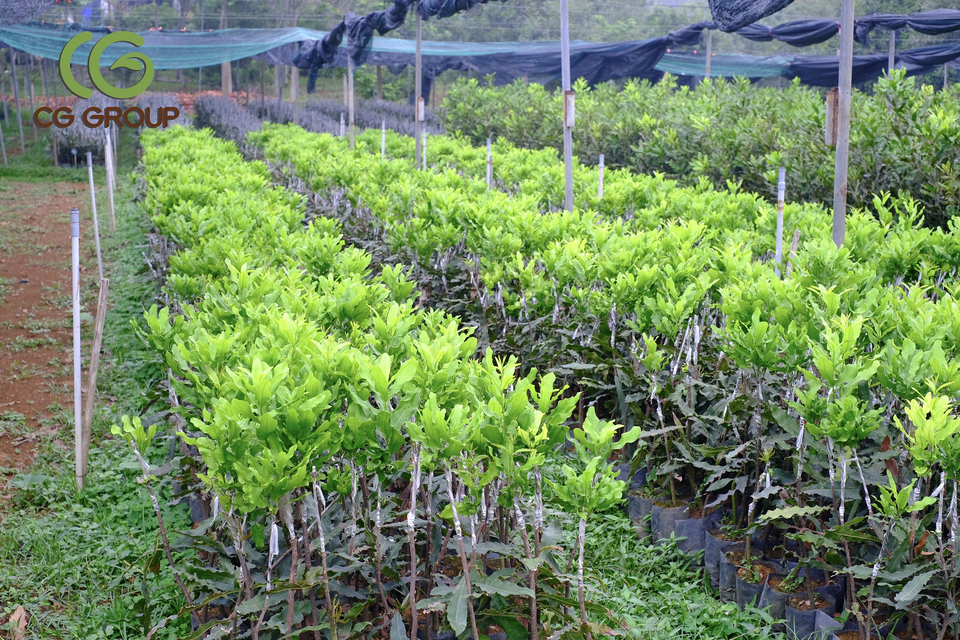 cây mắc ca