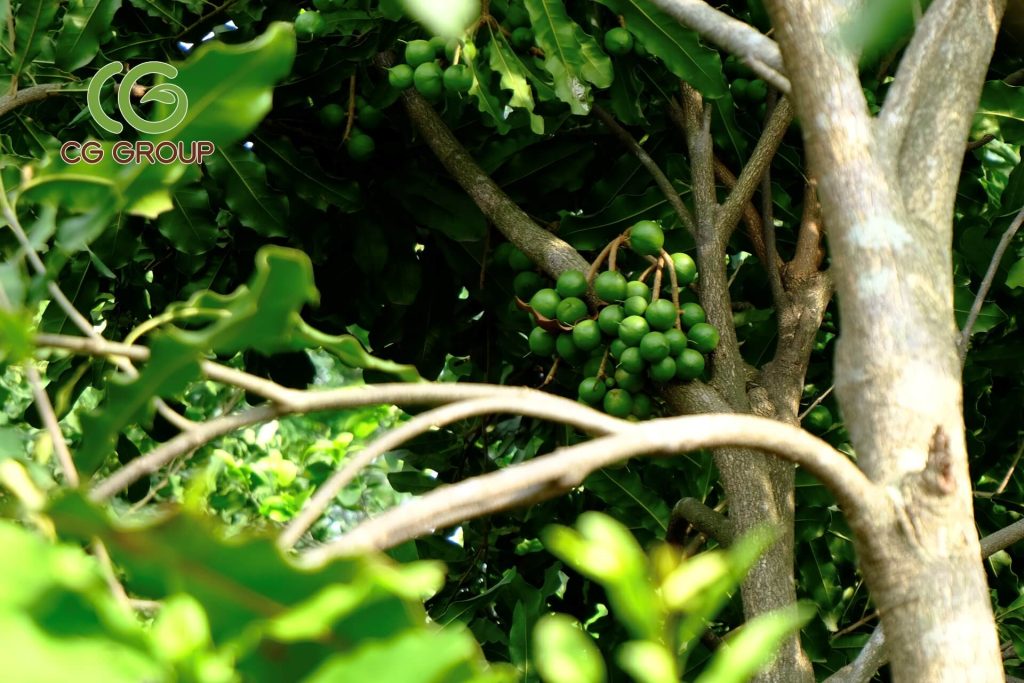 kỷ thuật trồng cây mắc ca