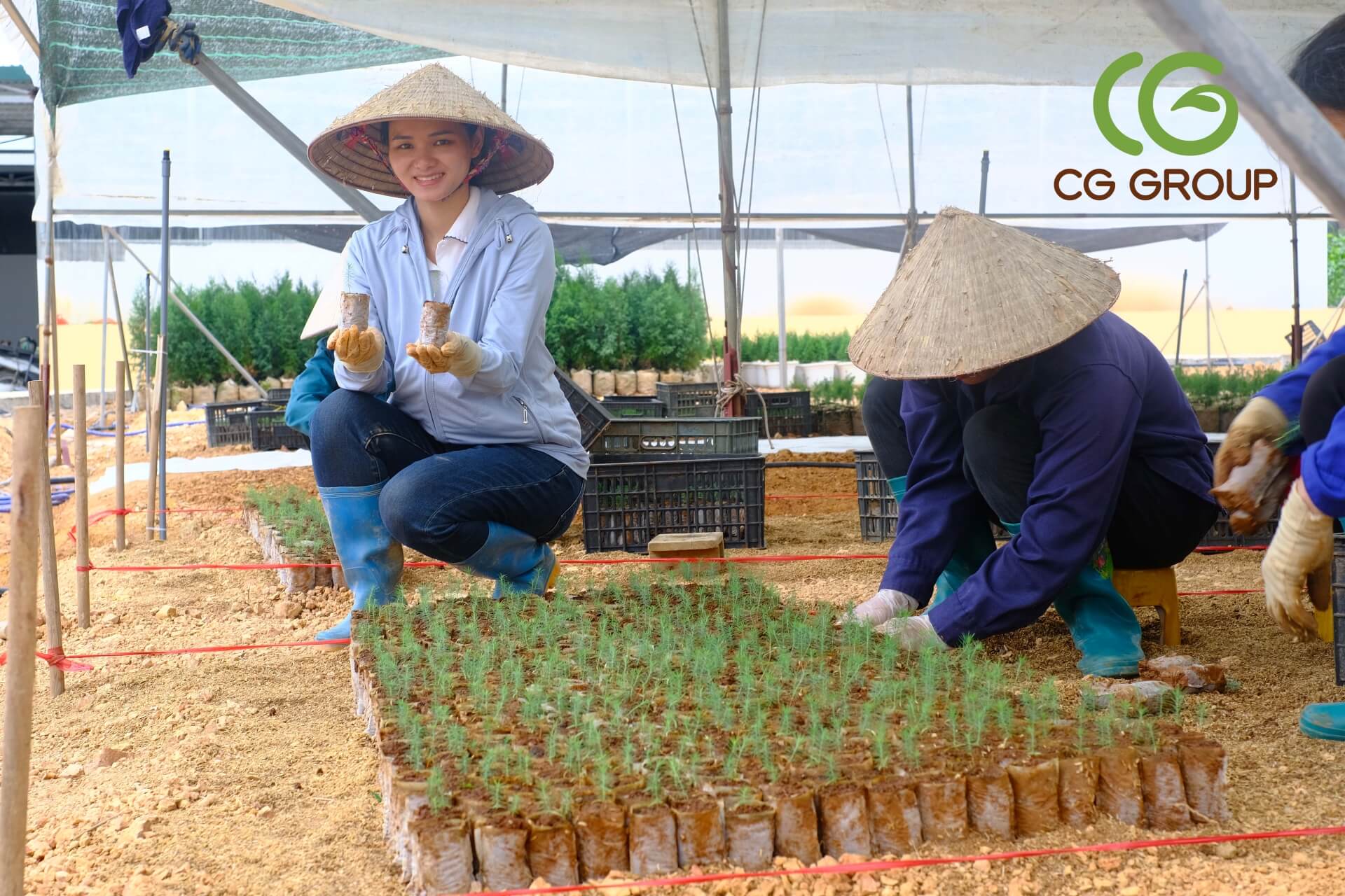 cây hoàng đàn tuyết lạng sơn