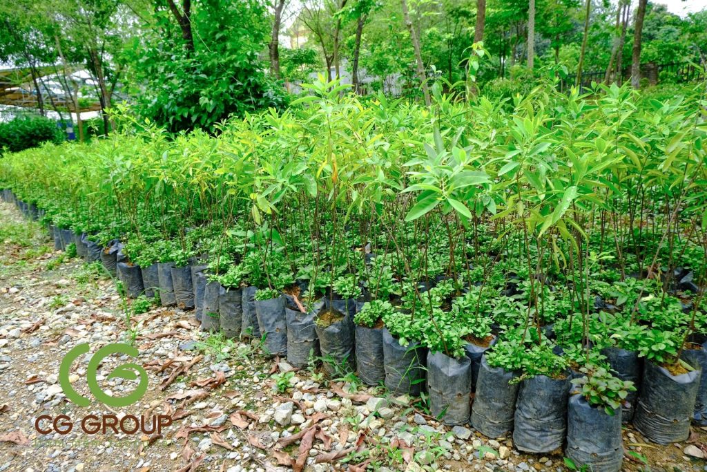 Giống cây đàn huơng
