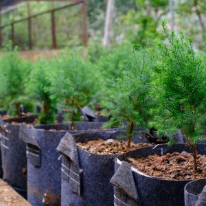 Cây giống Hoàng Đàn Tuyết tại vườn ươm ở Lạng Sơn – giống cây quý hiếm, sinh trưởng tốt trong điều kiện khí hậu miền núi
