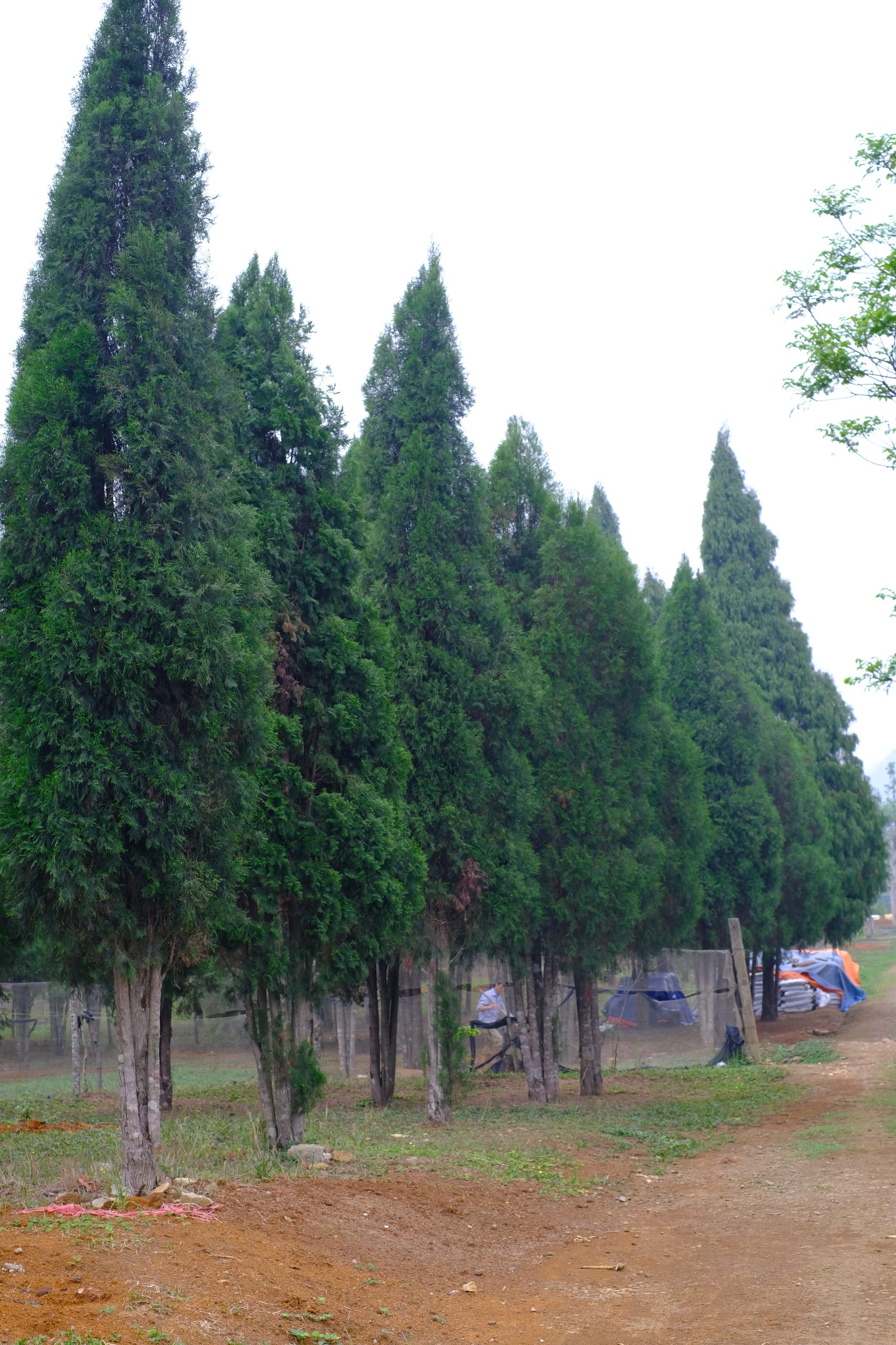 Cây giống Hoàng Đàn Tuyết