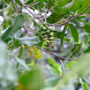 Cây Giống Mắc Ca – Maccadamia