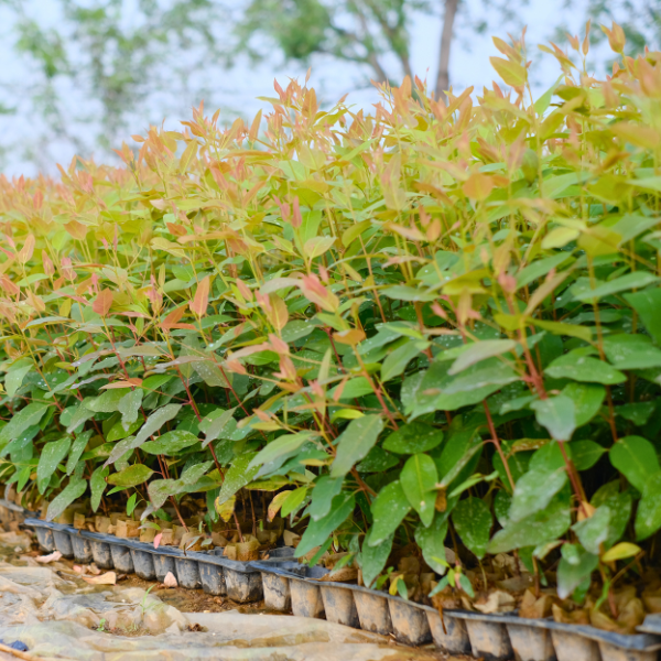 Cây bạch đàn giống (Ảnh 1)