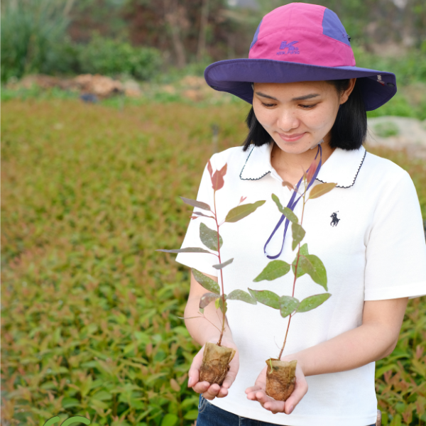 Cây bạch đàn giống (Ảnh 3)