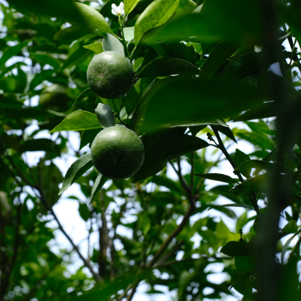 Cây cam giống (Ảnh 1)