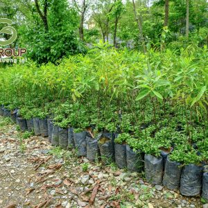 Cây giống đàn hương