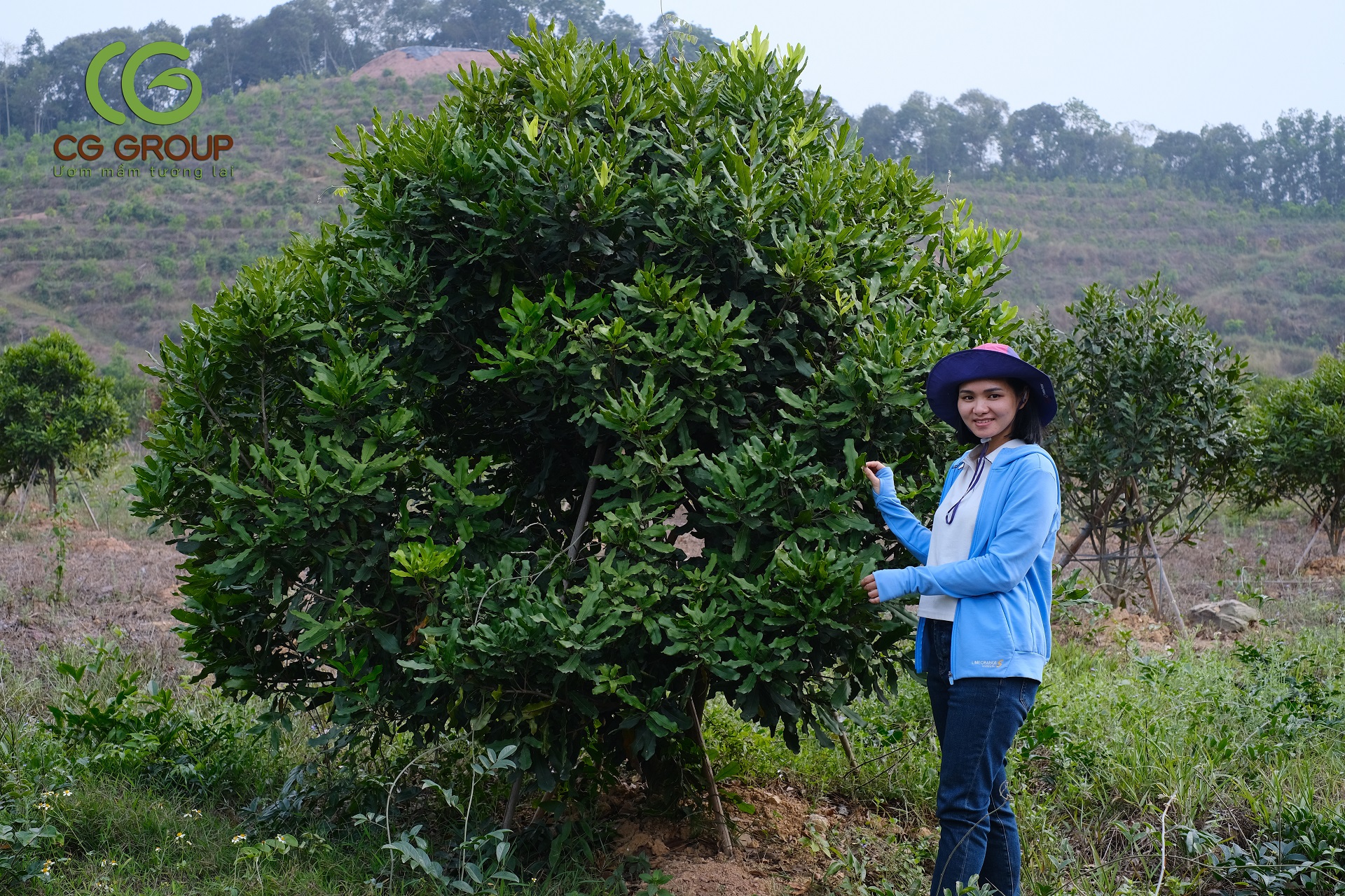 cây mắc ca