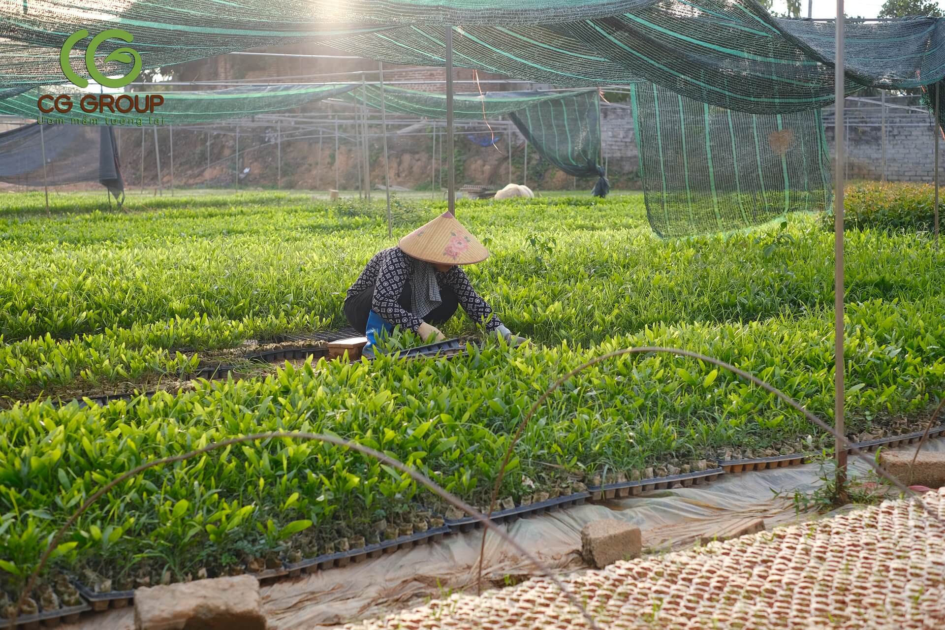 Giống cây đàn huơng